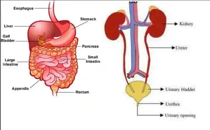 Digestive and  Excretory system